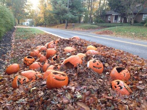 rumson-pumpkins-110515-500x375-5122926
