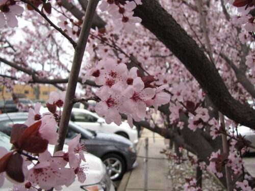 rb-bloom-032516-500x375-3425464