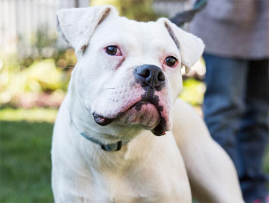 purrn-pooch-boxer-patpaulphoto-1100792
