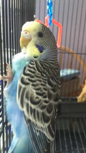 parakeet-080516-281x500-7260128