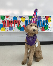 violet-therapy-dog-1518707