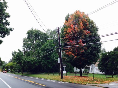 fh-autumn-tree-091917-500x375-9054599