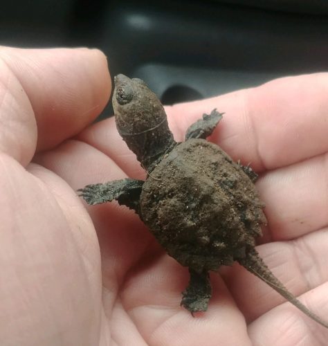 shrews-turtle-090617-1-474x500-4530883