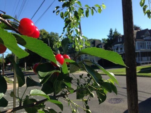 rb-cherries-061518-500x375-6375480