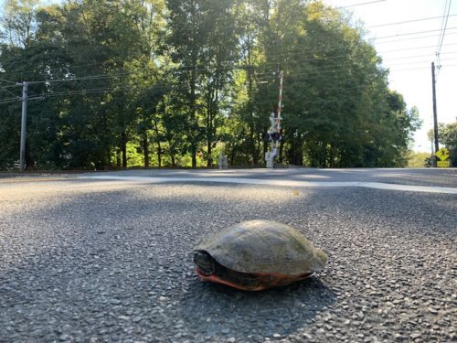 mtown-turtle-101818-500x375-3002892