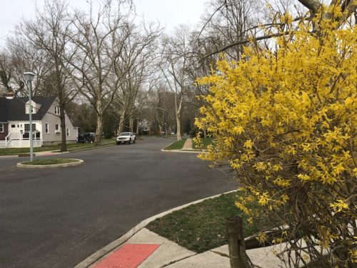 little-silve-forsythia-040719-500x375-1129998