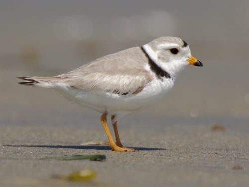 piping-plover-500x375-7421326