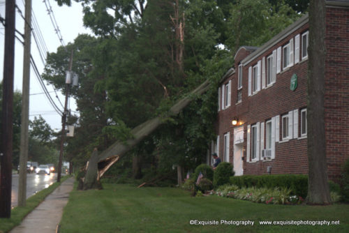 red-bank-tree-072219-500x334-4647251