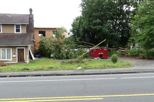 little-silver-tree-down-072319-500x332-5953263