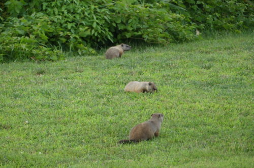 red-bank-groundhogs-081519-500x332-1049549