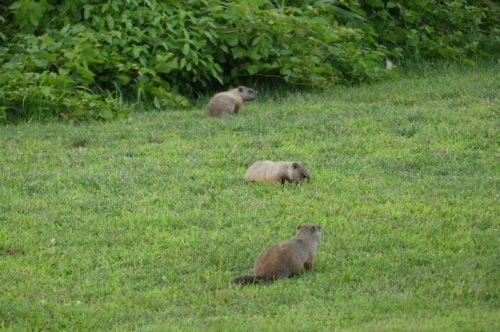 red-bank-groundhogs-081519-500x332-1287392