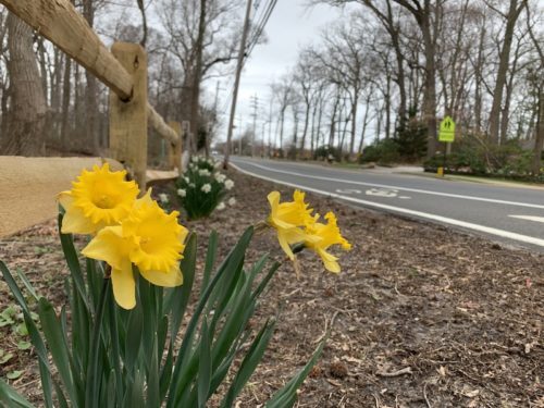 fair-haven-flowers-032520-500x375-4564493
