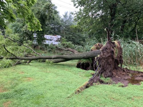 little-silver-downed-tree-072420-500x375-9746443
