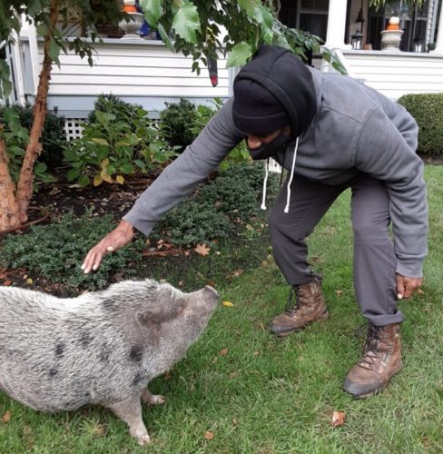 little-silver-pig-110120-488x500-9976185