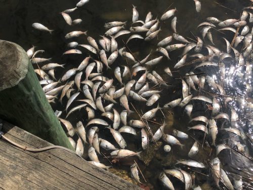 navesink-fish-kill-041621-2-500x375-9379463