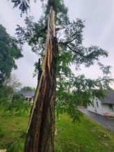little-silver-tree-lightning-060421-165x220-4204777