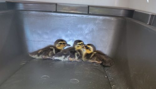 red-bank-ducklings-062921-1-500x286-7937798