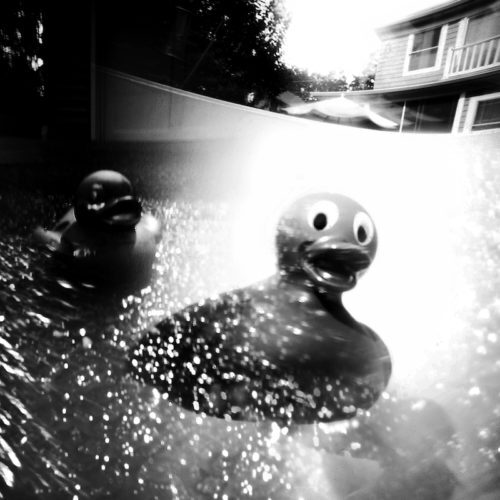 jay-sullivan-duck-500x500-4469096