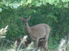deer-and-fawns-061223-1-copy-220x165-4598976