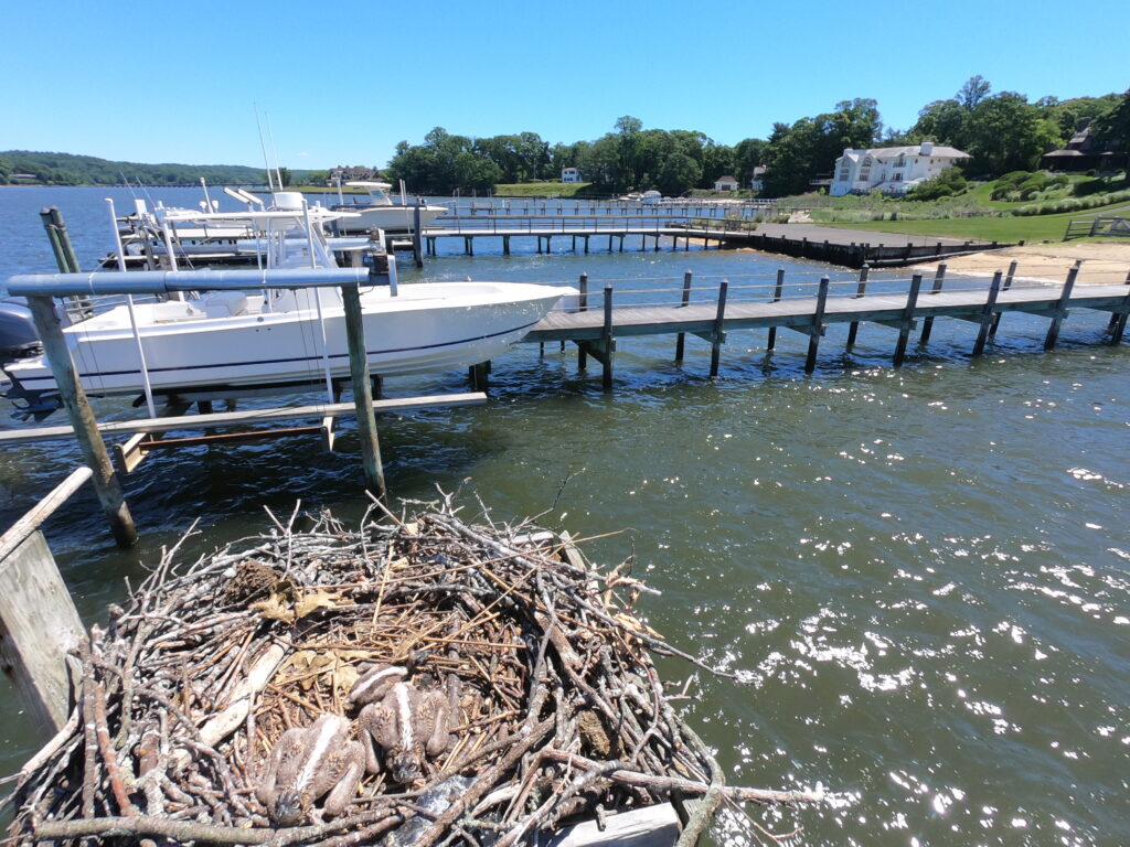 Navesink River Osprey 2026 Ben Wurst Paul Eidman