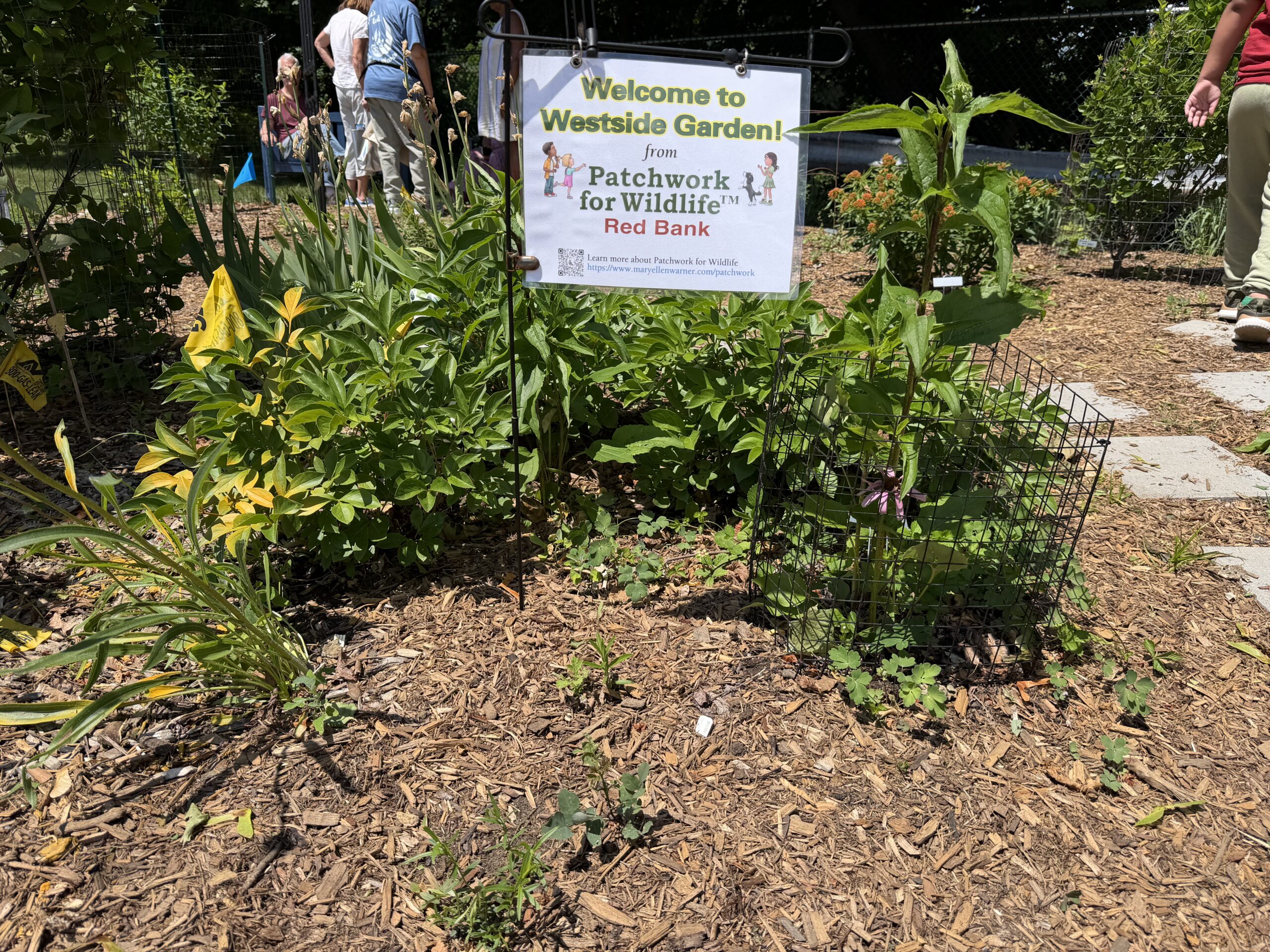 West Side Garden 062026 native plants Patchwork for wildlife