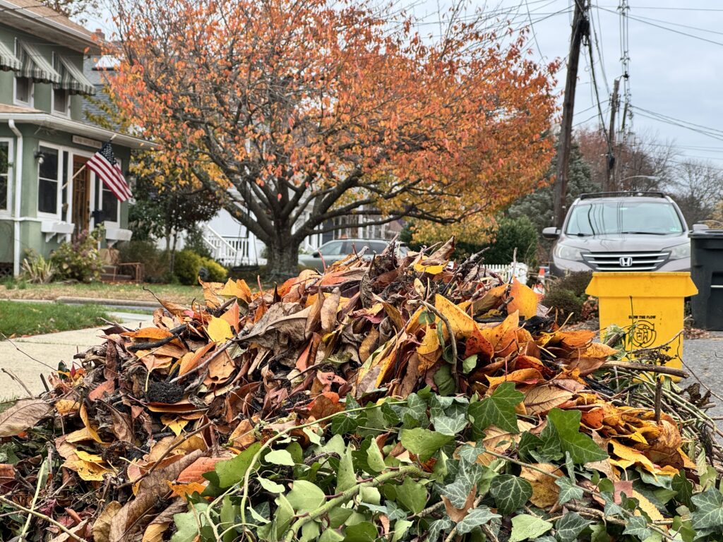 Leaves in street 112025