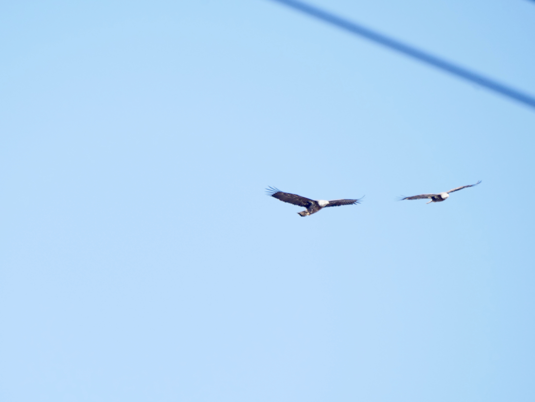 Bald eagles red bank 012025